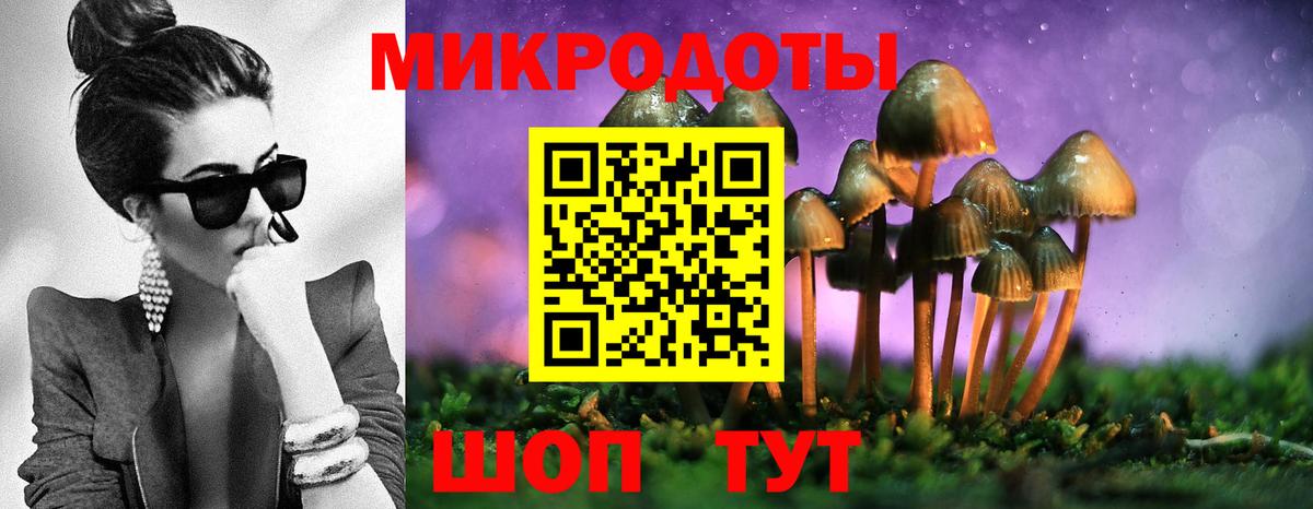 Псилоцибиновые грибы Psilocybe Ачинск
